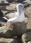 Fulmar prion. Adult nesting under Salvin's mollymawk nest. Proclamation Island, Bounty Islands, October 2019. Image © Alan Tennyson by Alan Tennyson.