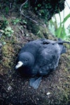 Black petrel | Tāiko. Chick ready to fledge. Near The Thumb, Little Barrier Island, May 1988. Image © Alan Tennyson by Alan Tennyson.