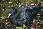 Black petrel | Tāiko. Chick ready to fledge. Little Barrier Island, May 1988. Image © Alan Tennyson by Alan Tennyson.