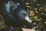 Black petrel | Tāiko. Chick ready to fledge. Near The Thumb, Little Barrier Island, May 1988. Image © Alan Tennyson by Alan Tennyson.