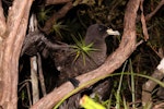 Black petrel | Tāiko. Adult climbing tree to take off from breeding colony. Great Barrier Island, February 2010. Image © Mark Fraser by Mark Fraser.