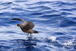 Black petrel | Tāiko. Adult taking off from water. Mokohinau Islands, January 2012. Image © Dylan van Winkel by Dylan van Winkel.