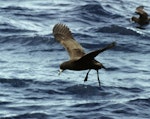 Black petrel | Tāiko. Adult about to land on sea. Outer Hauraki Gulf, October 2004. Image © Colin Miskelly by Colin Miskelly.