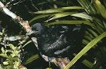 Black petrel | Tāiko. Adult sitting in a tree. Little Barrier Island, July 1988. Image © Alan Tennyson by Alan Tennyson.