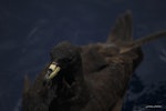 Black petrel | Tāiko. Adult on water showing nasal tubes. At sea off Whangaroa Harbour, Northland, January 2011. Image © Jenny Atkins by Jenny Atkins.