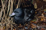 Black petrel | Tāiko. Adult on breeding colony. Little Barrier Island, March 1989. Image © Terry Greene by Terry Greene.