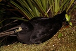 Black petrel | Tāiko. Adult on the ground at night. Great Barrier Island, February 2010. Image © Mark Fraser by Mark Fraser.