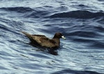 Black petrel | Tāiko. Adult on water. Outer Hauraki Gulf, October 2004. Image © Colin Miskelly by Colin Miskelly.