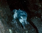 Broad-billed prion | Pararā. Chick close to fledging. Snares Islands, December 1985. Image © Colin Miskelly by Colin Miskelly.