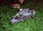 Broad-billed prion | Pararā. Adult. Snares Islands, February 1983. Image © Colin Miskelly by Colin Miskelly.