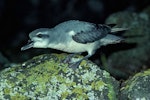 Broad-billed prion | Pararā. Adult. Mangere Island, Chatham Islands, December 1981. Image © Department of Conservation (image ref: 10036557) by Rod Morris, Department of Conservation.