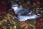 Broad-billed prion | Pararā. Adult sitting on ground. Rangatira Island, Chatham Islands, February 2004. Image © Department of Conservation (image ref: 10054735) by Don Merton, Department of Conservation.