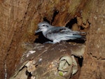 Broad-billed prion | Pararā. Adult on old cattle skull. Rangatira Island, February 2009. Image © Graeme Taylor by Graeme Taylor.