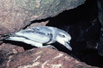 Broad-billed prion | Pararā. Adult. South Bay, Snares Islands, February 1986. Image © Alan Tennyson by Alan Tennyson.