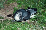 Broad-billed prion | Pararā. Adult on ground. Mangere Island, Chatham Islands, October 1981. Image © Department of Conservation (image ref: 10033290) by Dave Crouchley, Department of Conservation.