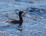 Foveaux shag | Mapo. Adult bronze morph. North Arm, Port Pegasus, Stewart Island, November 2013. Image © Alan Tennyson by Alan Tennyson.