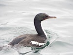 Foveaux shag | Mapo. Adult (pied morph) swimming. Awarua Bay, Southland, November 2015. Image © Daniel Cocker by Daniel Cocker.