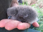 Little shearwater | Totorore. Nestling (nominate subspecies). Lord Howe Island, September 2016. Image © Dean Portelli by Dean Portelli.