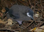 Little shearwater | Totorore. Chick. Taranga / Hen Island, December 2010. Image © Colin Miskelly by Colin Miskelly.