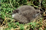 Little shearwater | Totorore. Well grown chick ('kermadecensis' subspecies) removed from nest. Curtis Island, October 1989. Image © Graeme Taylor by Graeme Taylor.