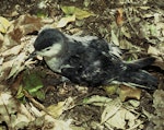 Little shearwater | Totorore. Fledgling. Lady Alice Island, Hen and Chicken Islands, November 1994. Image © Department of Conservation (image ref: 10047721) by Andrea Booth, Department of Conservation.