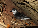 Little shearwater | Totorore. Adult at burrow entrance (nominate subspecies). Phillip Island, Norfolk Island group, April 2017. Image © Dean Portelli by Dean Portelli.