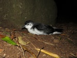 Little shearwater | Totorore. Adult at breeding colony (nominate subspecies). Phillip Island, Norfolk Island group, April 2017. Image © Dean Portelli by Dean Portelli.