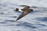 New Zealand storm petrel | Takahikare-raro. Adult in flight showing rump. Hauraki Gulf, North-west of Little Barrier, October 2011. Image © John Woods by John Woods.