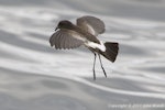 New Zealand storm petrel | Takahikare-raro. View of tail in flight. Hauraki Gulf, North-west of Little Barrier, October 2011. Image © John Woods by John Woods.