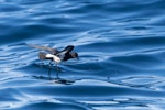 New Zealand storm petrel | Takahikare-raro. Adult pattering on surface. Hauraki Gulf, September 2017. Image © Edin Whitehead by Edin Whitehead.