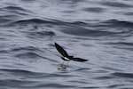 New Zealand storm petrel | Takahikare-raro. Adult 'walking' on water. At sea off Whangaroa Harbour, Northland, January 2011. Image © Jenny Atkins by Jenny Atkins.