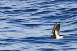 New Zealand storm petrel | Takahikare-raro. Wings raised in flight. Outer Hauraki Gulf, February 2012. Image © Dylan van Winkel by Dylan van Winkel.