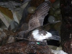 New Zealand storm petrel | Takahikare-raro. Adult on land. Little Barrier Island, February 2014. Image © Alan Tennyson by Alan Tennyson.