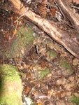 New Zealand storm petrel | Takahikare-raro. Burrow entrance, burrow number 3. Little Barrier Island, June 2013. Image © Alan Tennyson by Alan Tennyson.