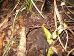 New Zealand storm petrel | Takahikare-raro. Burrow entrance (centre), burrow number 1. Little Barrier Island, June 2013. Image © Alan Tennyson by Alan Tennyson.