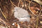 New Zealand storm petrel | Takahikare-raro. Chick. Little Barrier Island, June 2013. Image © Alan Tennyson by Alan Tennyson.