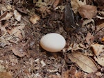 New Zealand storm petrel | Takahikare-raro. Egg (the first ever found). Little Barrier Island, February 2014. Image © Alan Tennyson by Alan Tennyson.