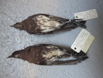 New Zealand storm petrel | Takahikare-raro. Ventral view of specimens in Paris Museum (1827). Eastern North Island, New Zealand, January 1827. Image © Alan Tennyson by Alan Tennyson.