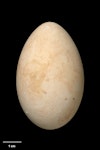 Black shag | Māpunga. Egg 56.4 x 35.5 mm (NMNZ OR.021330, collected by Thomas Cockroft). Gollans Valley, Wellington. Image © Te Papa by Jean-Claude Stahl.