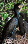 Black shag | Māpunga. Adult with large chicks in nest. Lake Kohangatera, Wellington, June 1994. Image © Peter Reese by Peter Reese.