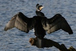 Black shag | Māpunga. Adult in breeding plumage drying wings. Wanganui, June 2007. Image © Ormond Torr by Ormond Torr.