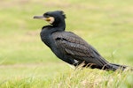 Black shag | Māpunga. Breeding plumage adult showing crest. Manawatu River, October 2008. Image © Peter Reese by Peter Reese.