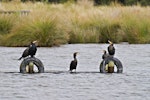 Black shag | Māpunga. Birds resting together. Lake Okareka, February 2012. Image © Raewyn Adams by Raewyn Adams.