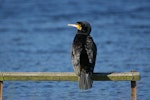 Black shag | Māpunga. Adult showing back. Lake Okareka. Image © Noel Knight by Noel Knight.