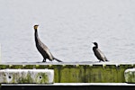 Black shag | Māpunga. Size comparison with little black shag. Lake Rotoiti, September 2012. Image © Raewyn Adams by Raewyn Adams.