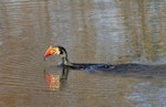 Black shag | Māpunga. Adult with large feral goldfish. The fish was too big - the bird eventually gave up. Kaituna River, May 2014. Image © Raewyn Adams by Raewyn Adams.