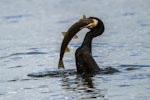 Black shag | Māpunga. Adult consuming a brown trout. Lake Te Anau, January 2017. Image © Anja Köhler by Anja Köhler.