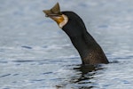 Black shag | Māpunga. Adult consuming a brown trout. Lake Te Anau, January 2017. Image © Anja Köhler by Anja Köhler.