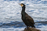 Black shag | Māpunga. Satiated adult. Lake Te Anau, January 2017. Image © Anja Köhler by Anja Köhler.