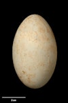 Chatham Island shag | Papua. Egg 62.2 x 37.7 mm (NMNZ OR.002086, collected by Charles Fleming). Okawa Point, Chatham Island, December 1937. Image © Te Papa by Jean-Claude Stahl.